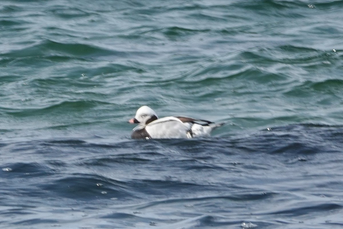 Long-tailed Duck - ML323377381