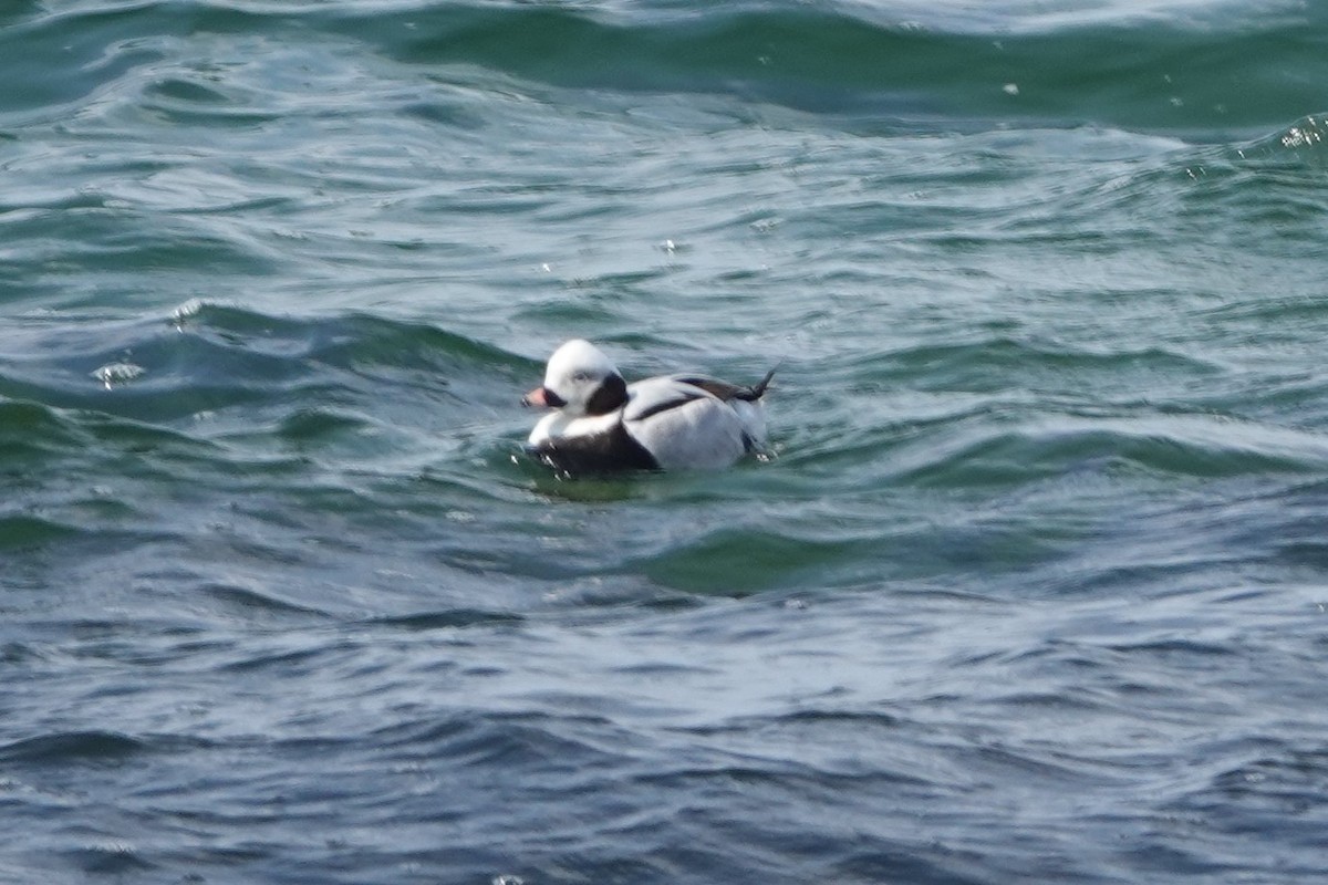 Long-tailed Duck - ML323377401