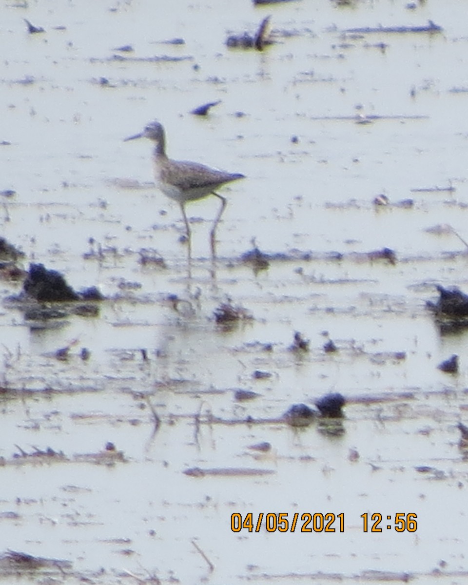 Greater Yellowlegs - ML323379461