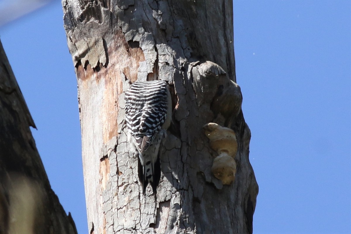 Red-bellied Woodpecker - ML323379511