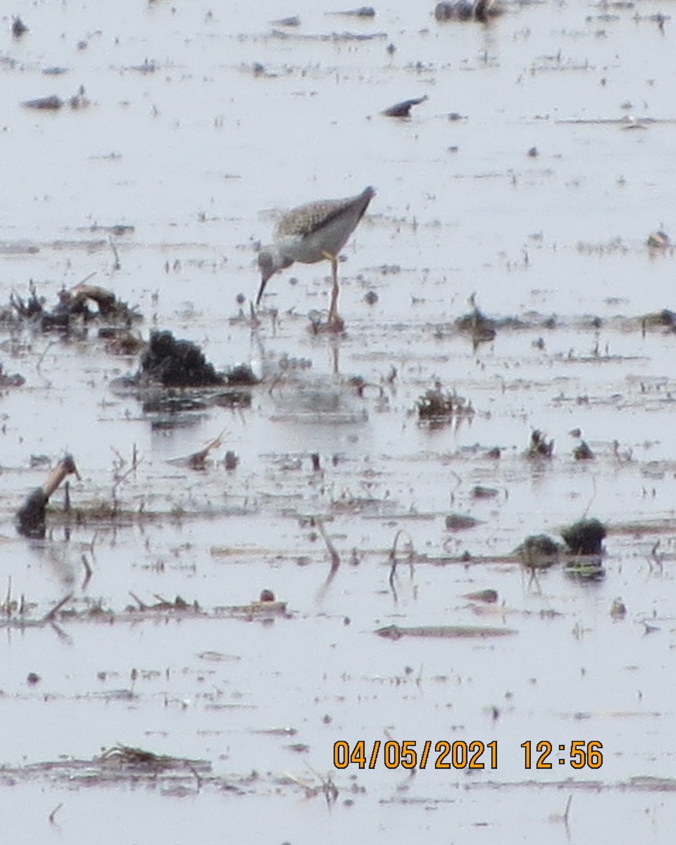 Greater Yellowlegs - ML323379541