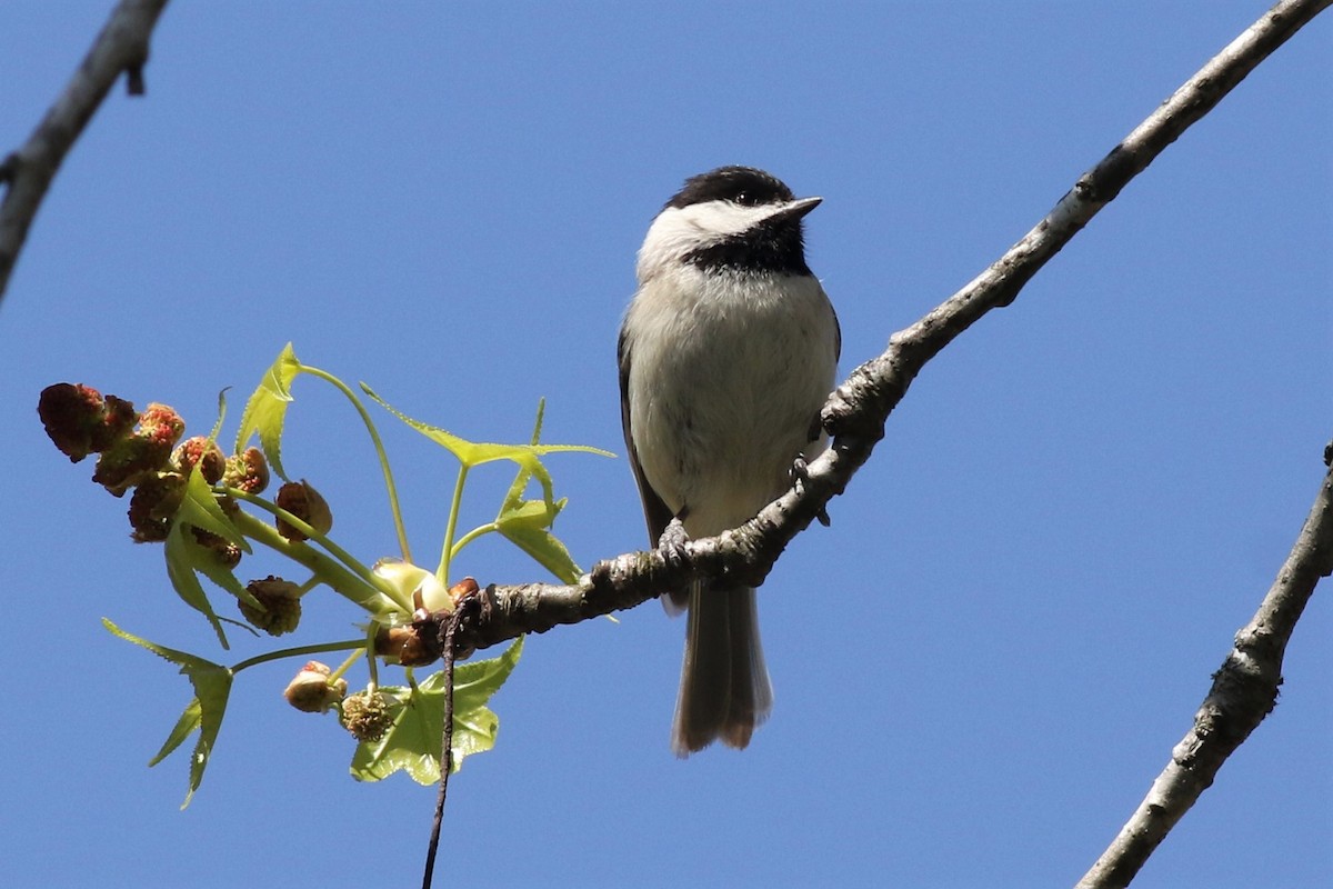 Carolina Chickadee - ML323380191