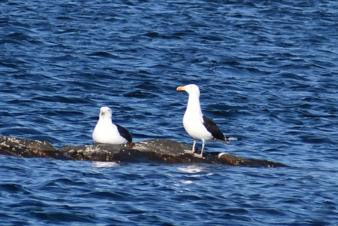 Great Black-backed Gull - ML323380231