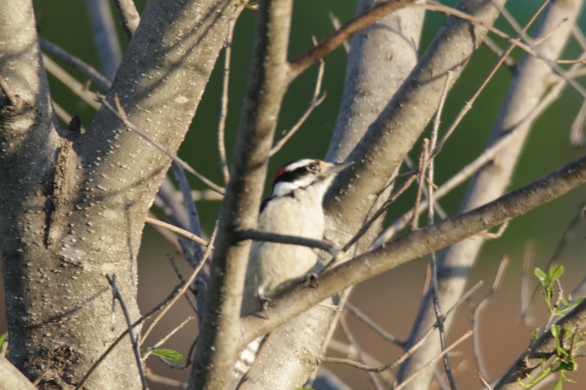 Downy Woodpecker - ML323381651