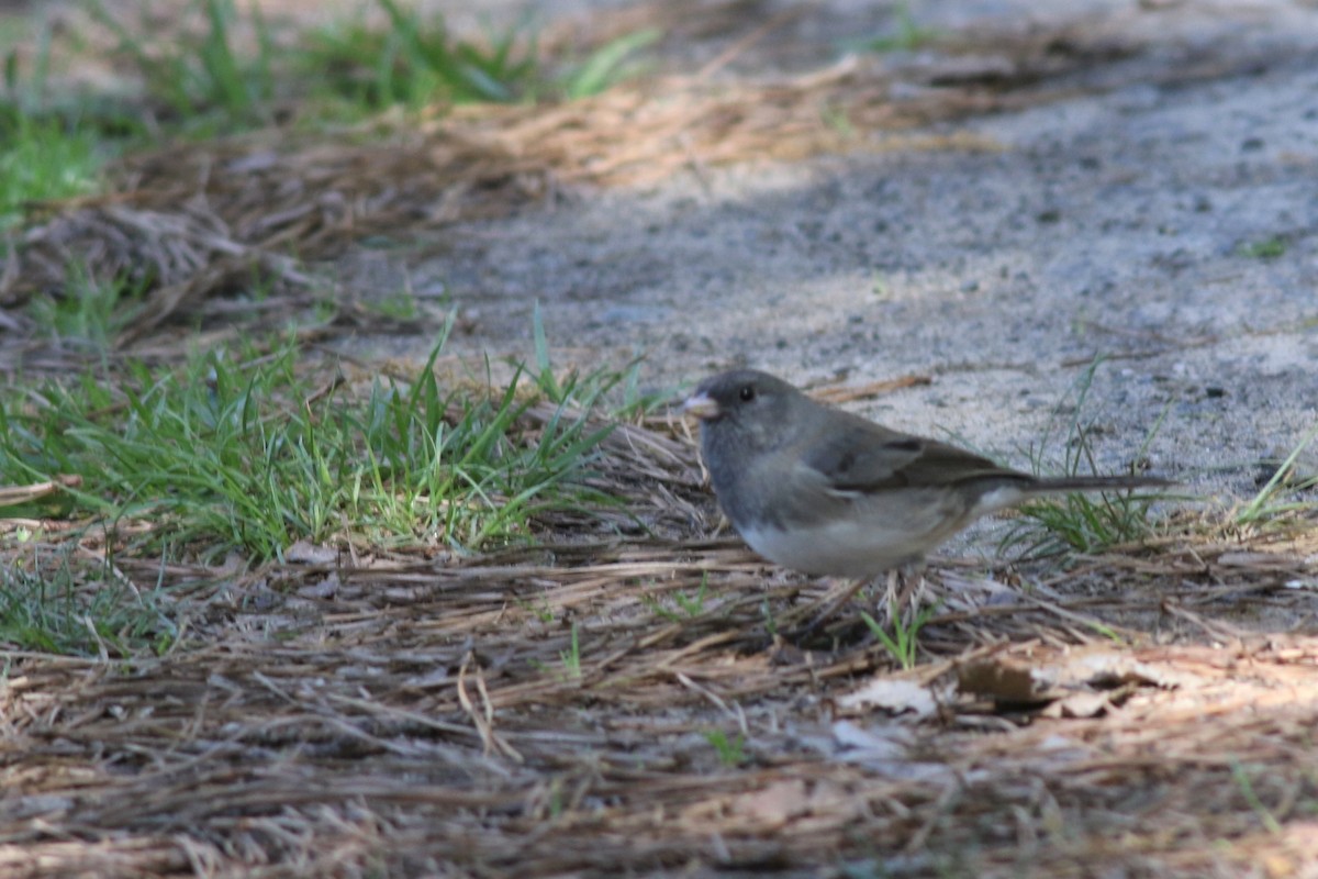 Dark-eyed Junco - ML323381701