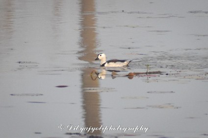 Cotton Pygmy-Goose - ML323381861