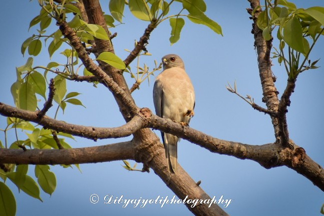 Shikra - ML323382071