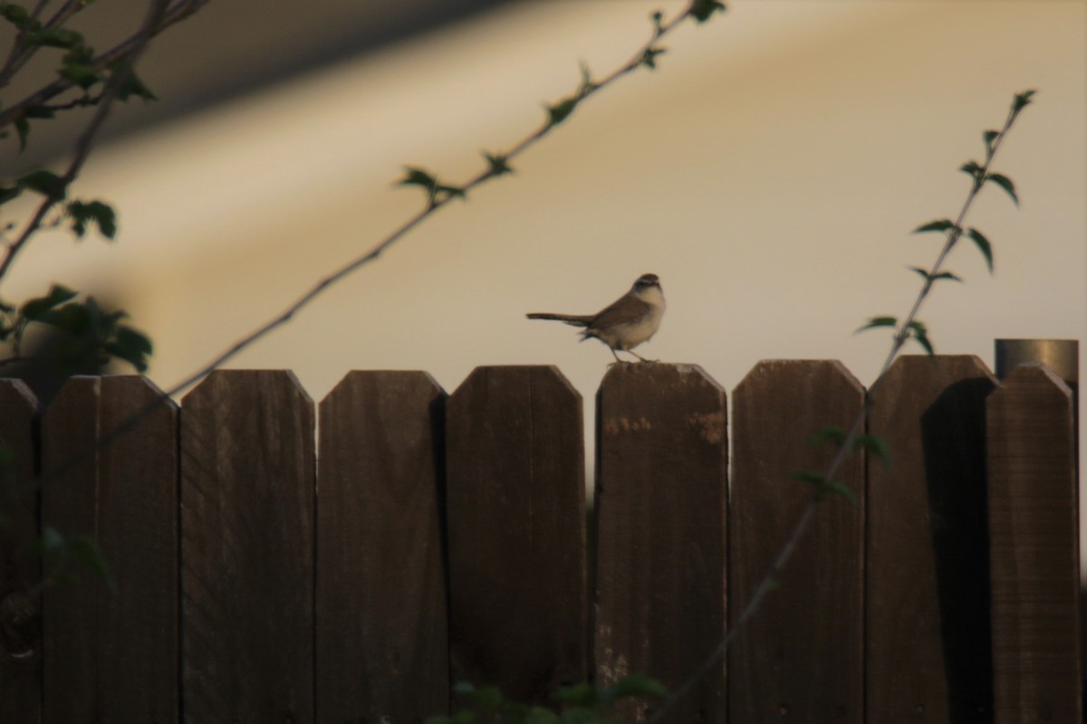 Bewick's Wren - ML323382181