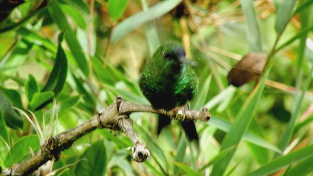 Sapphire-vented Puffleg - ML323383261