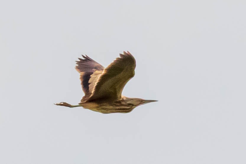 American Bittern - ML323384421