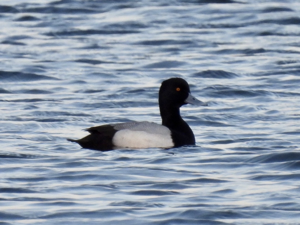 Lesser Scaup - ML323385541