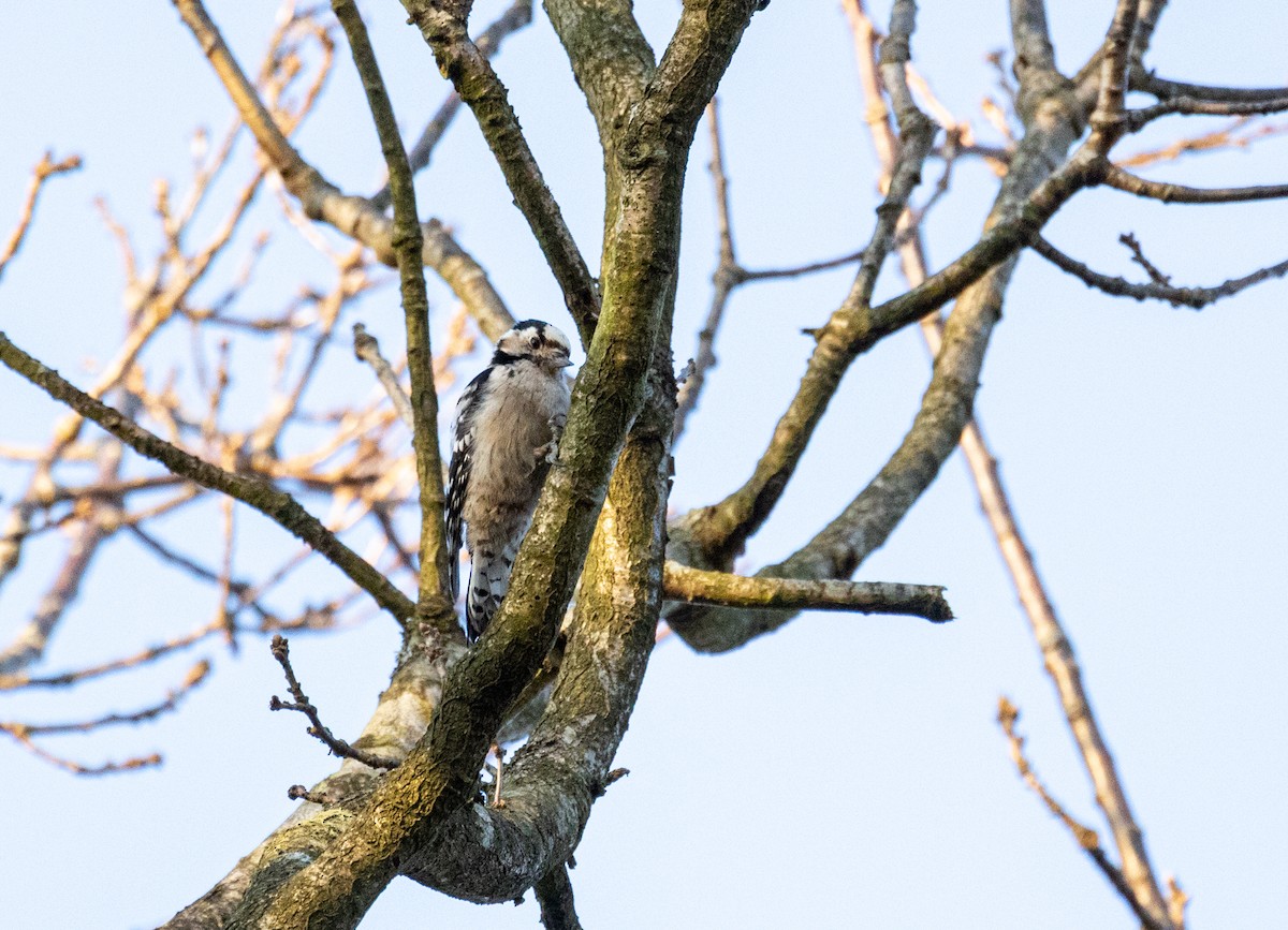 Цоохор тоншуул - ML323385901