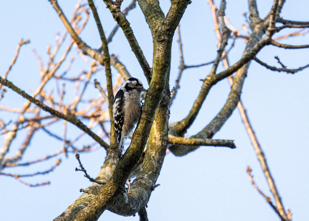 Цоохор тоншуул - ML323386611