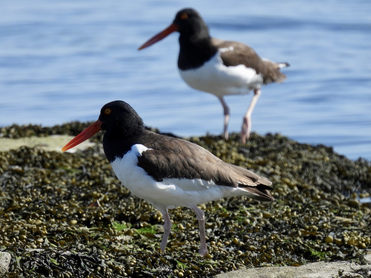 American Oystercatcher - ML323386691