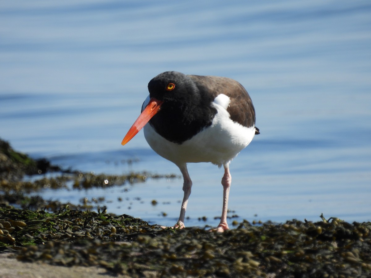 American Oystercatcher - ML323386711