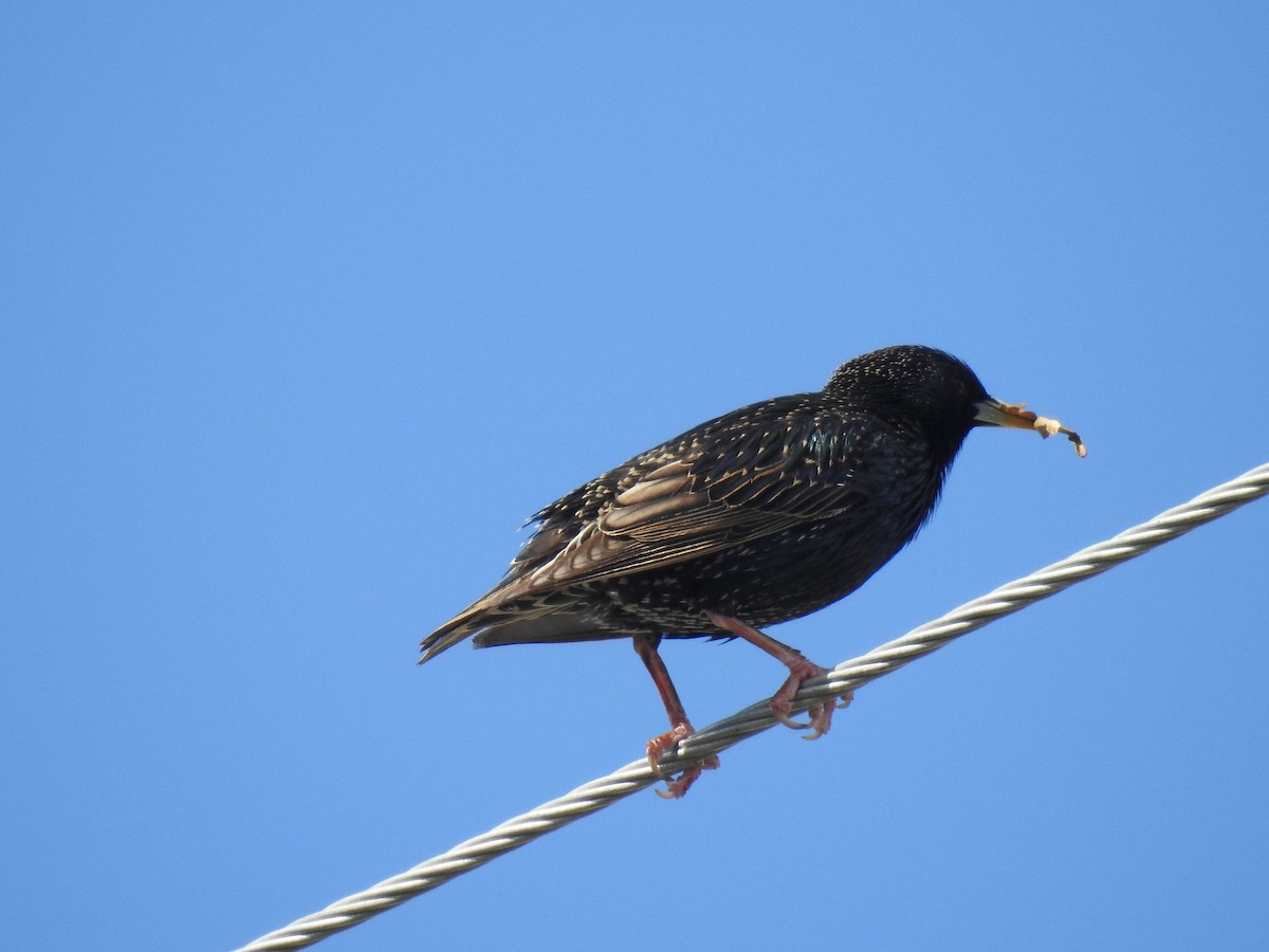 European Starling - ML323386721