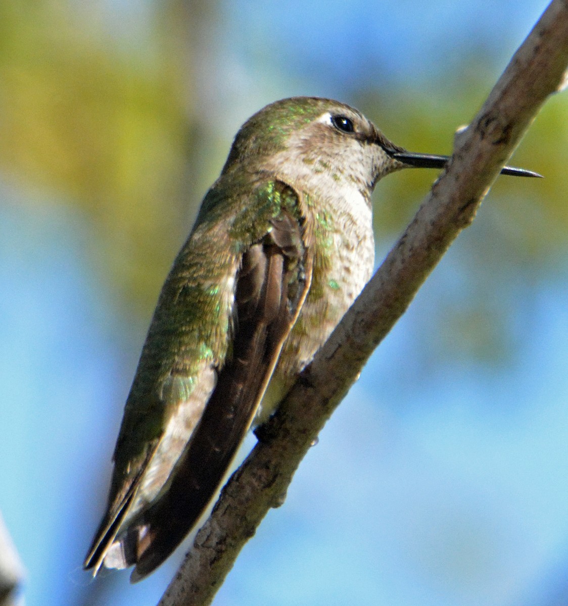 Anna's Hummingbird - ML323387151
