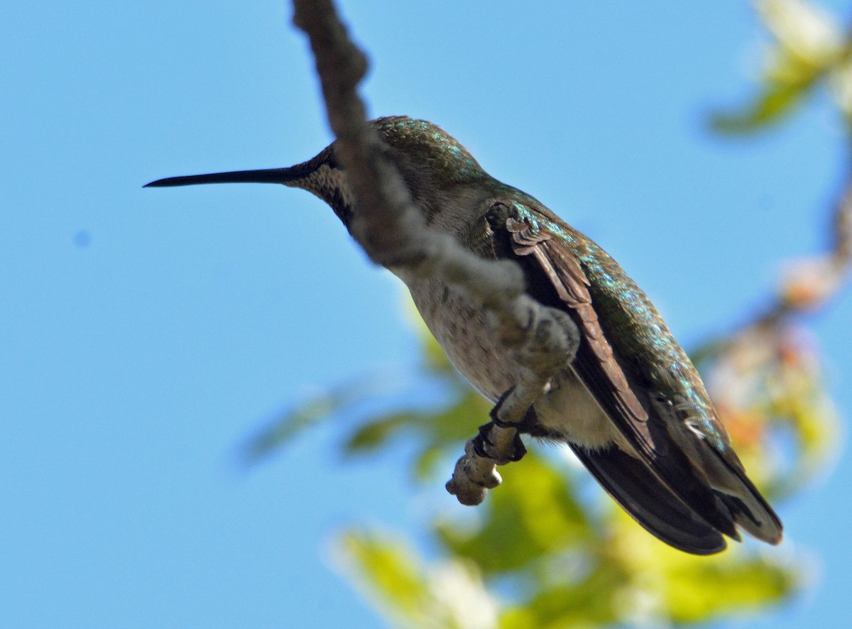 Anna's Hummingbird - ML323387171
