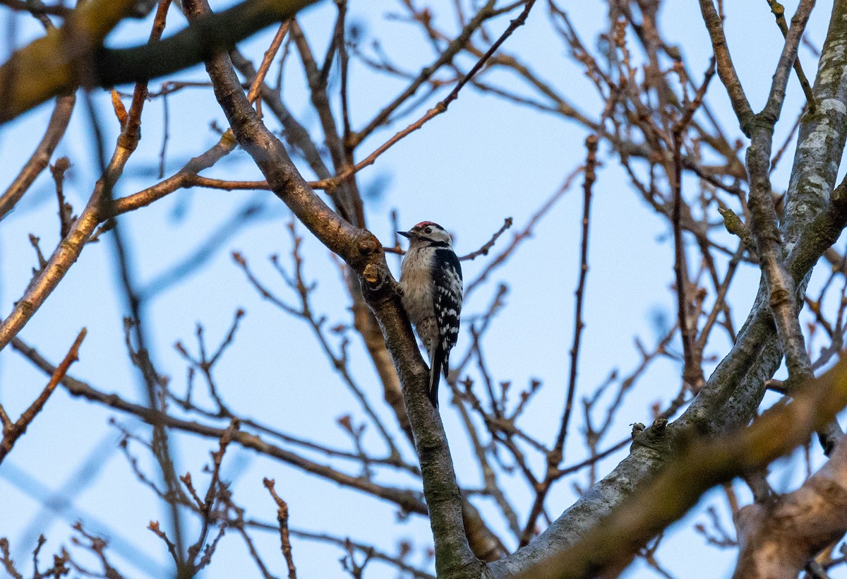 Цоохор тоншуул - ML323387531