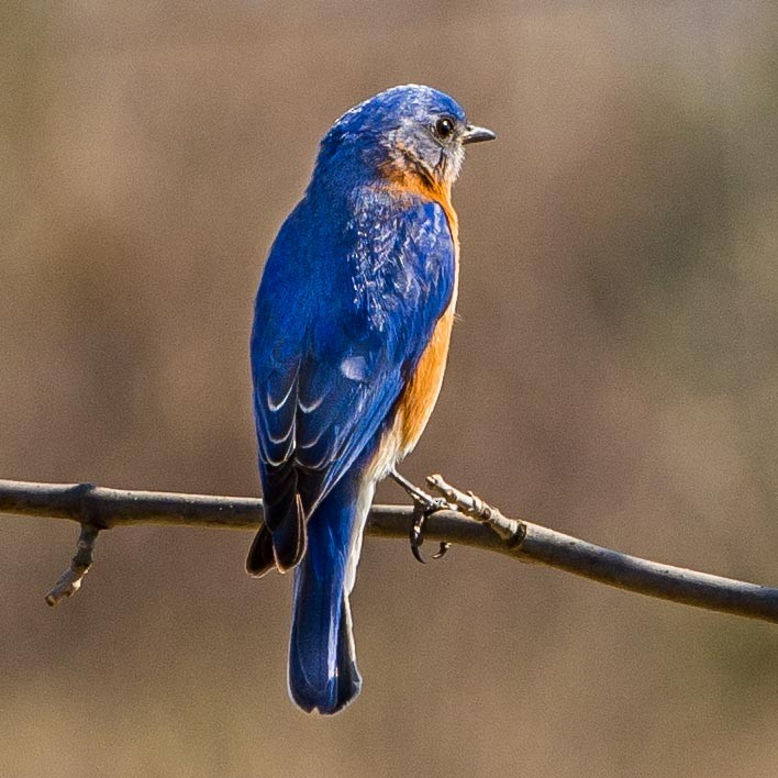 Eastern Bluebird - ML323387701