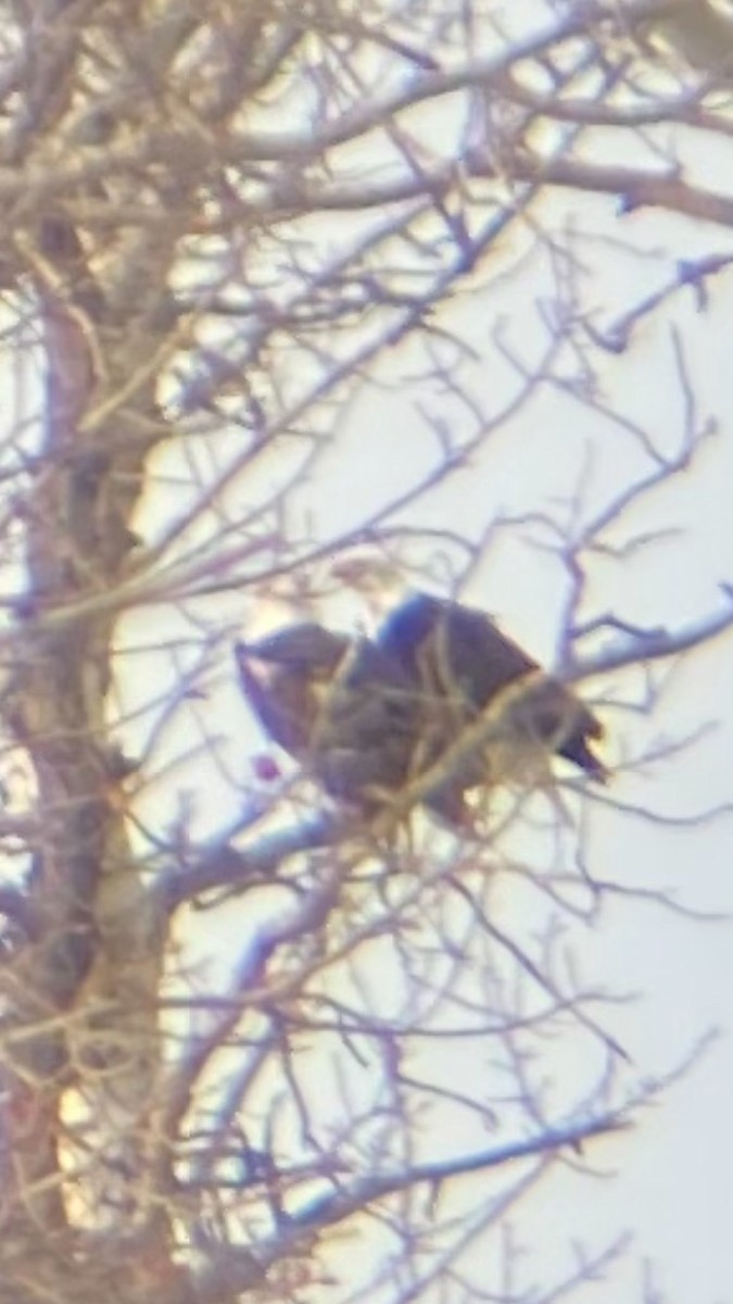 Bald Eagle - ML323388041