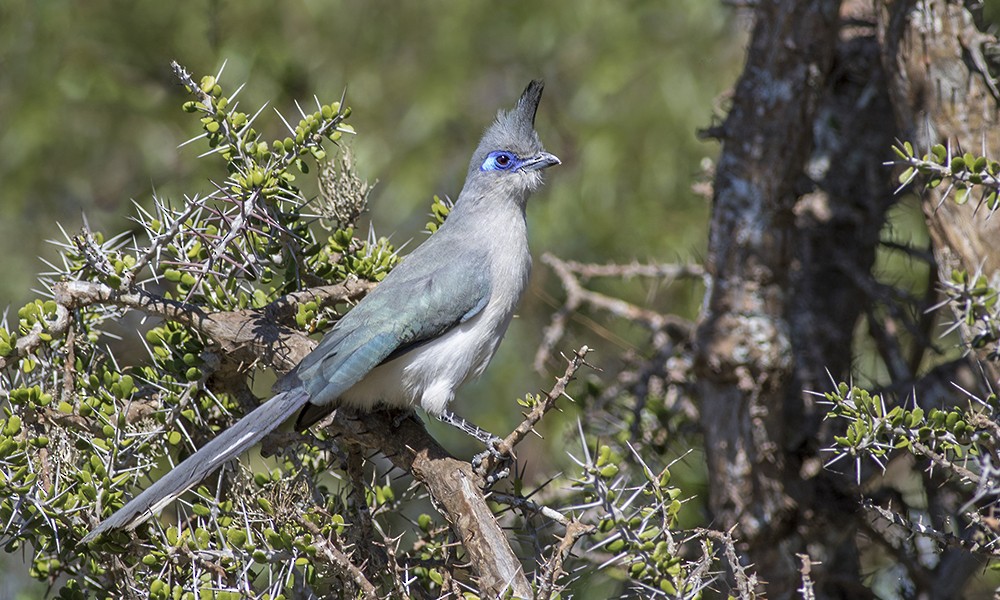 Verreaux's Coua - Zak Pohlen