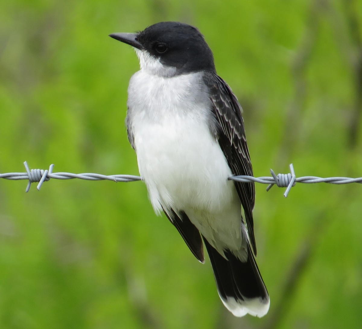 Eastern Kingbird - ML323391591