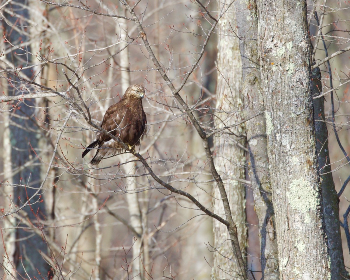 Rough-legged Hawk - ML323392301