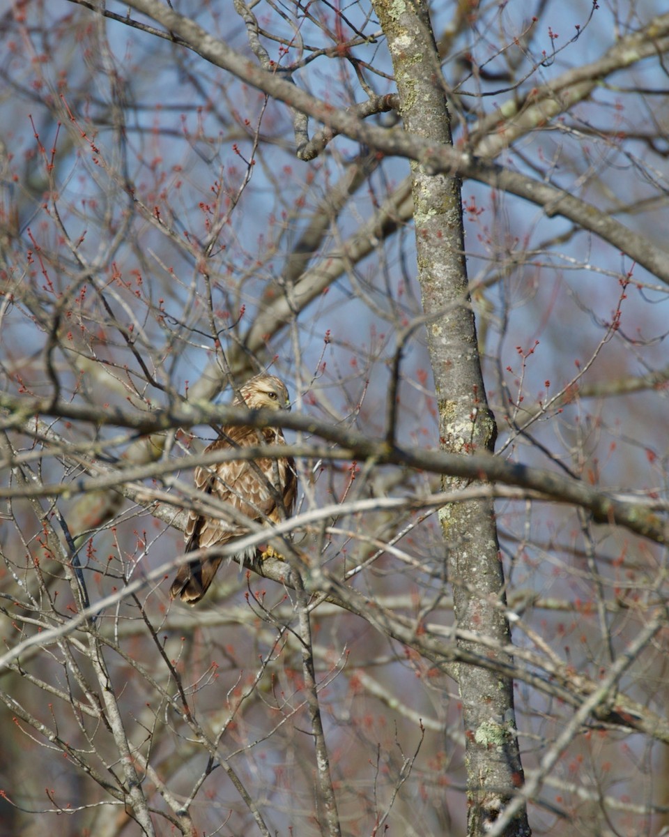 Rough-legged Hawk - ML323392521