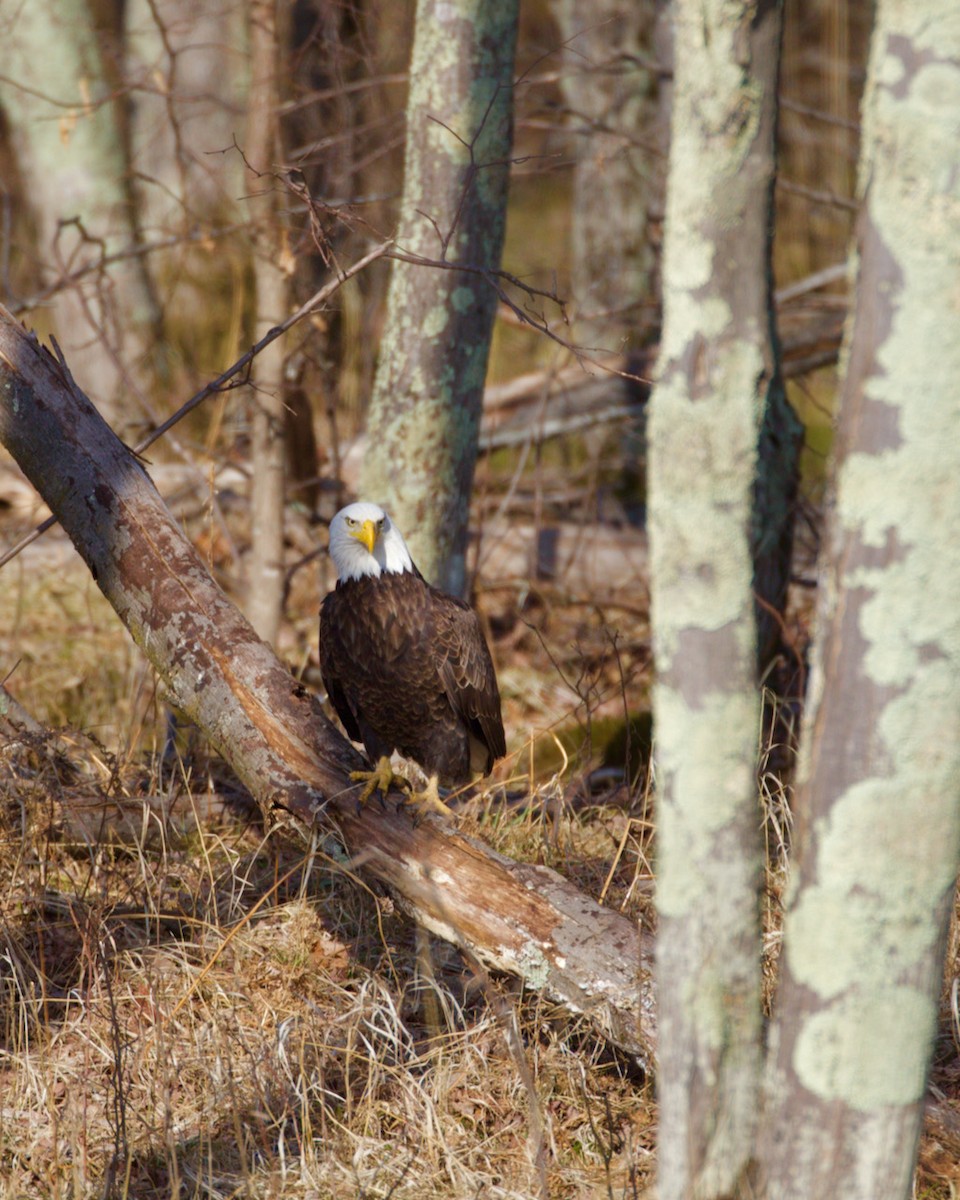 Bald Eagle - ML323392581