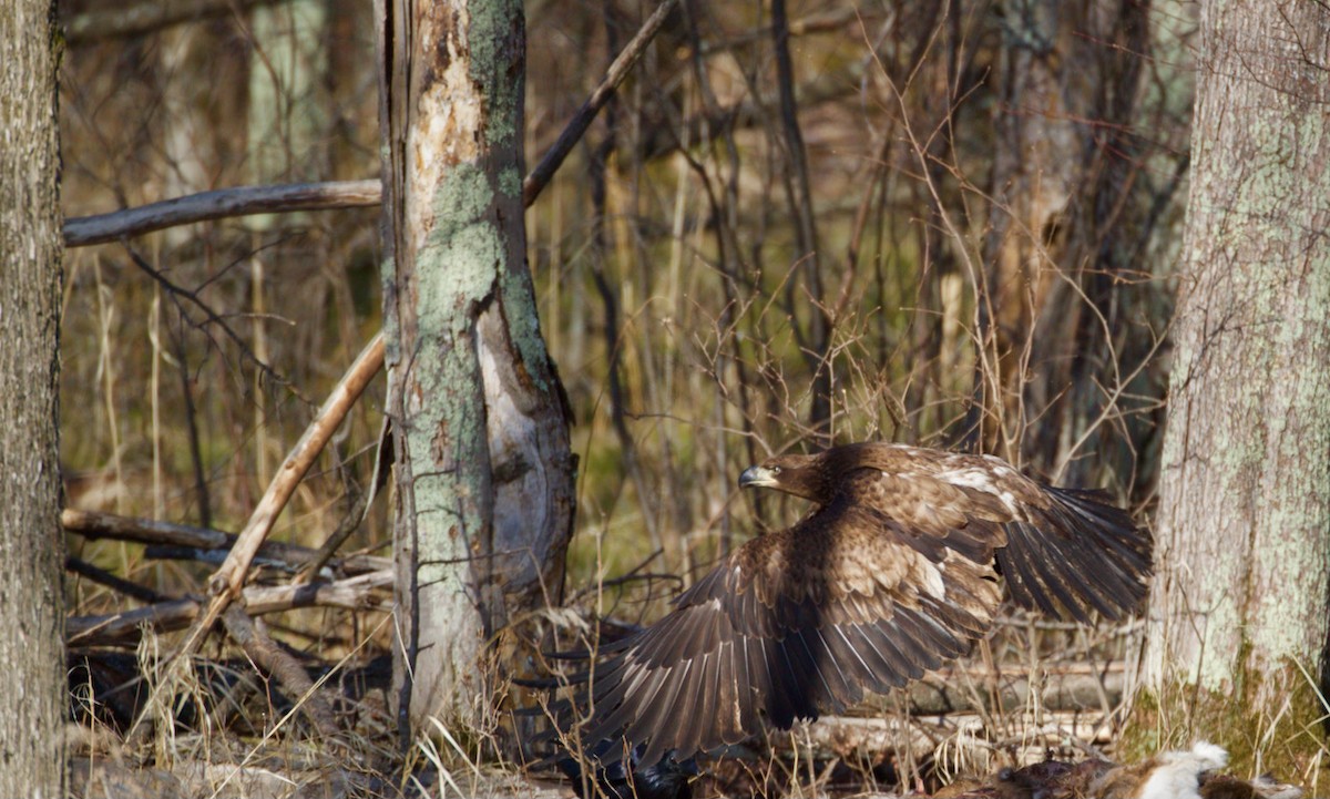 Weißkopf-Seeadler - ML323392751