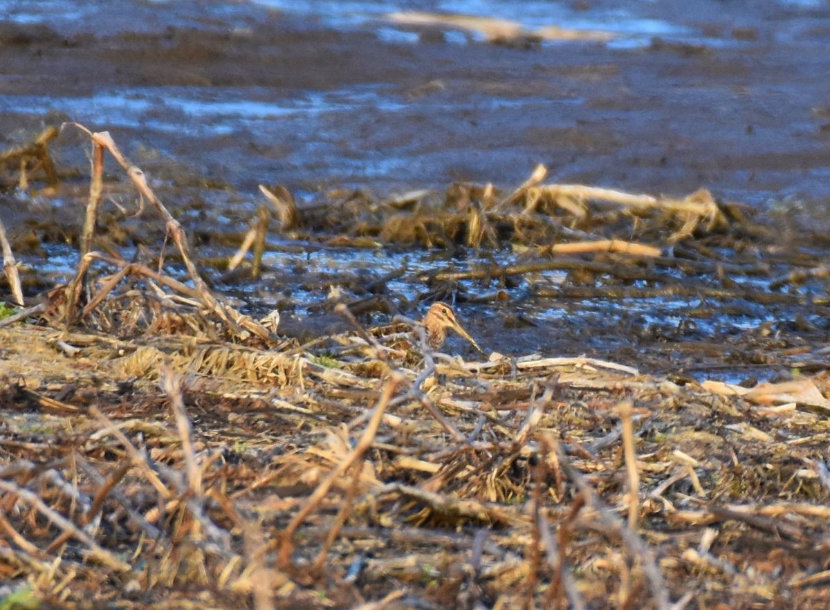 Wilson's Snipe - ML323393281