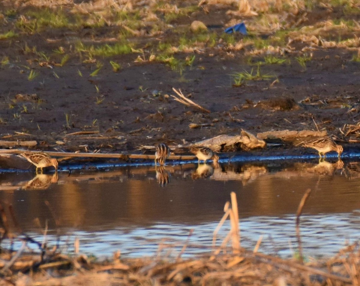 Wilson's Snipe - ML323393341