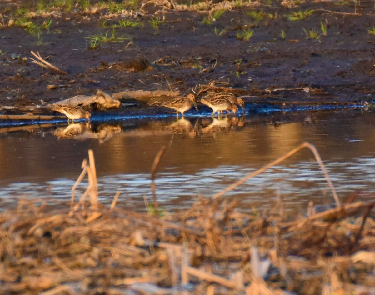 Wilson's Snipe - ML323393421