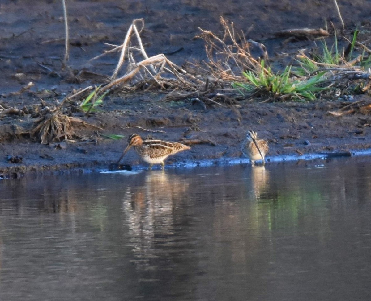 Wilson's Snipe - ML323393481