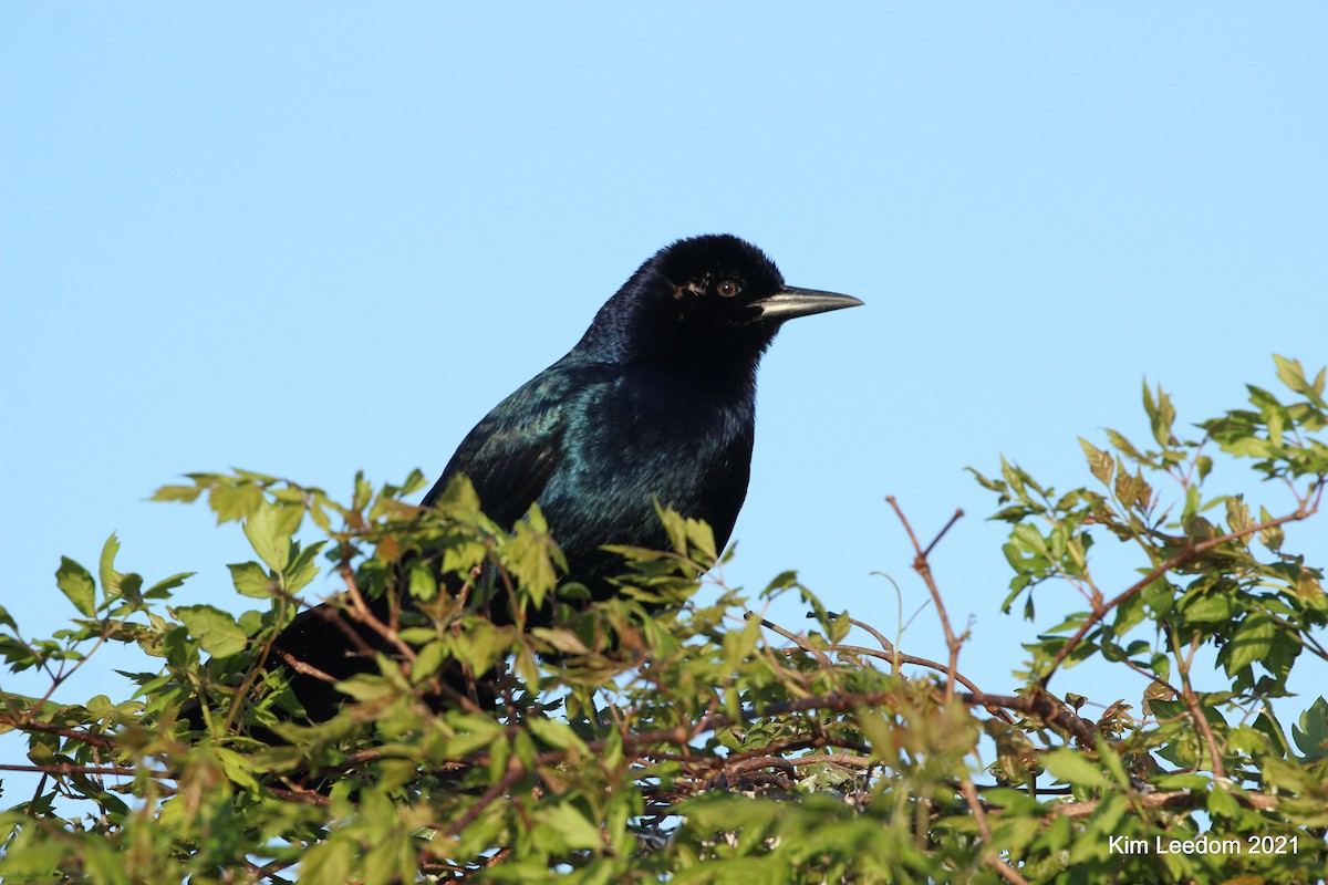 Boat-tailed Grackle - ML323394351