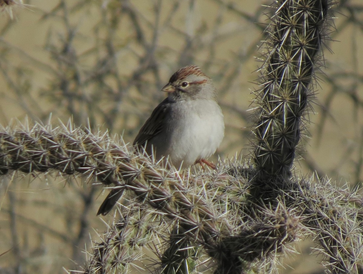 Rufous-winged Sparrow - Matthew Hunter