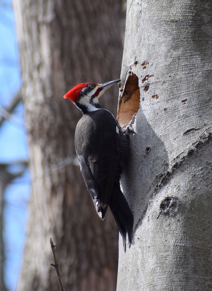 Pileated Woodpecker - Dominique Blanc