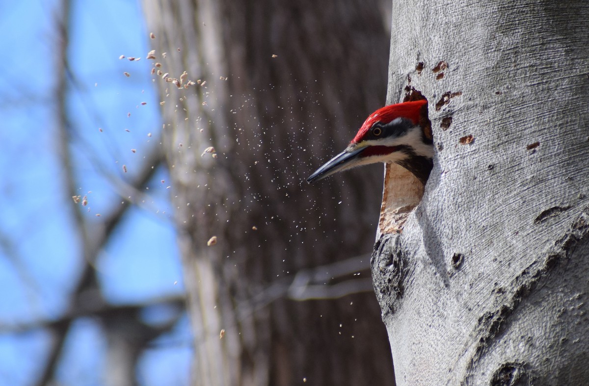Pileated Woodpecker - Dominique Blanc