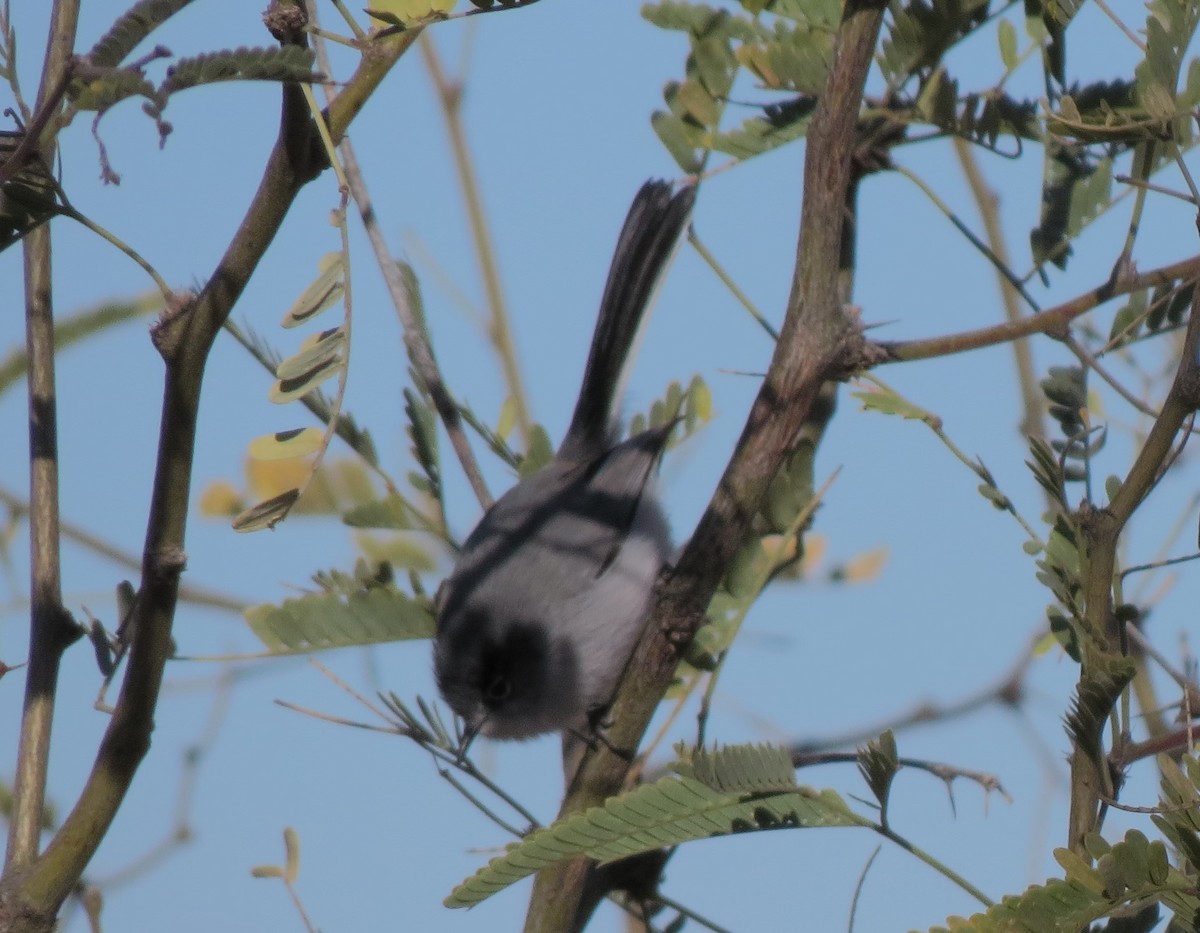 Blue-gray Gnatcatcher - ML32339481