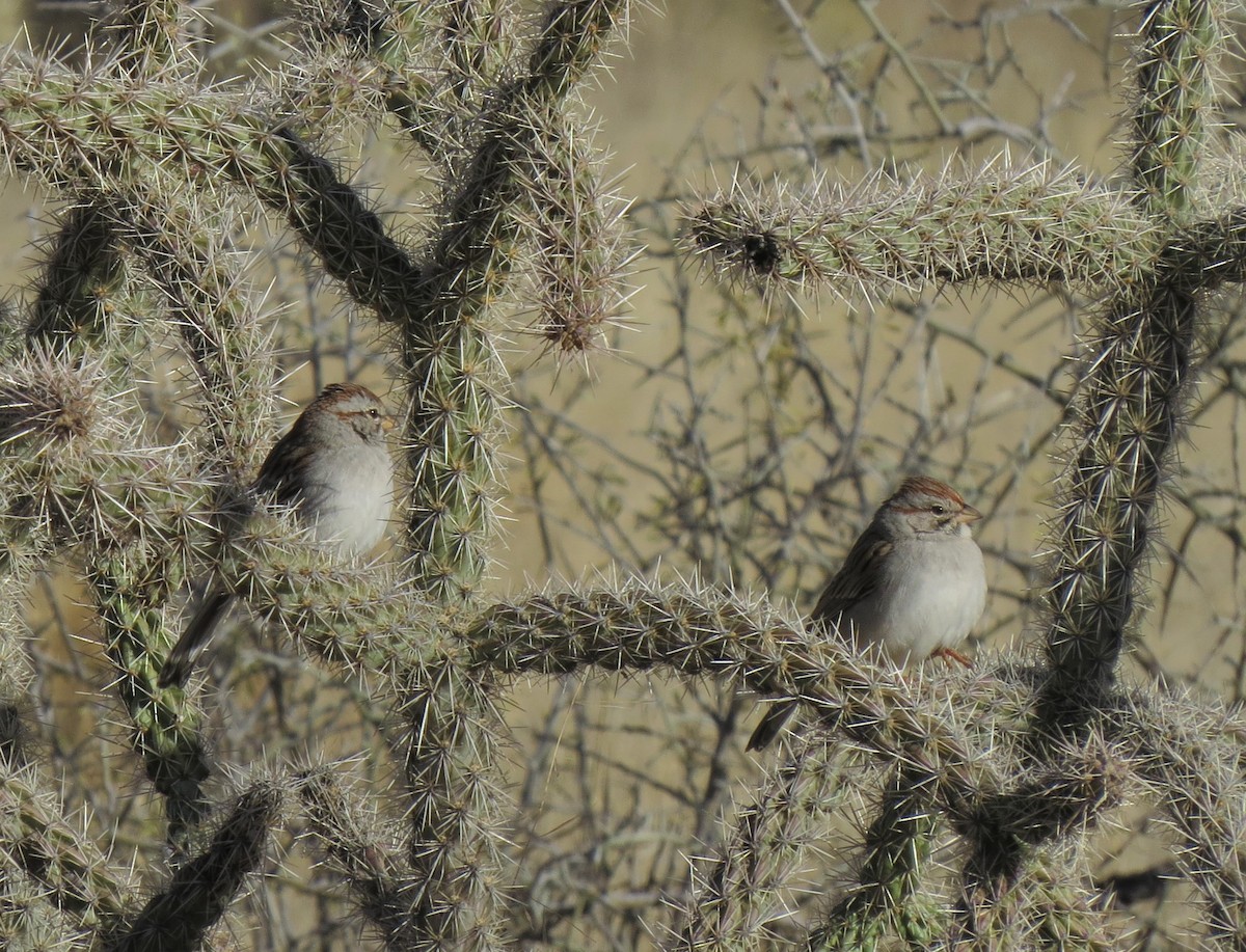 Rufous-winged Sparrow - Matthew Hunter