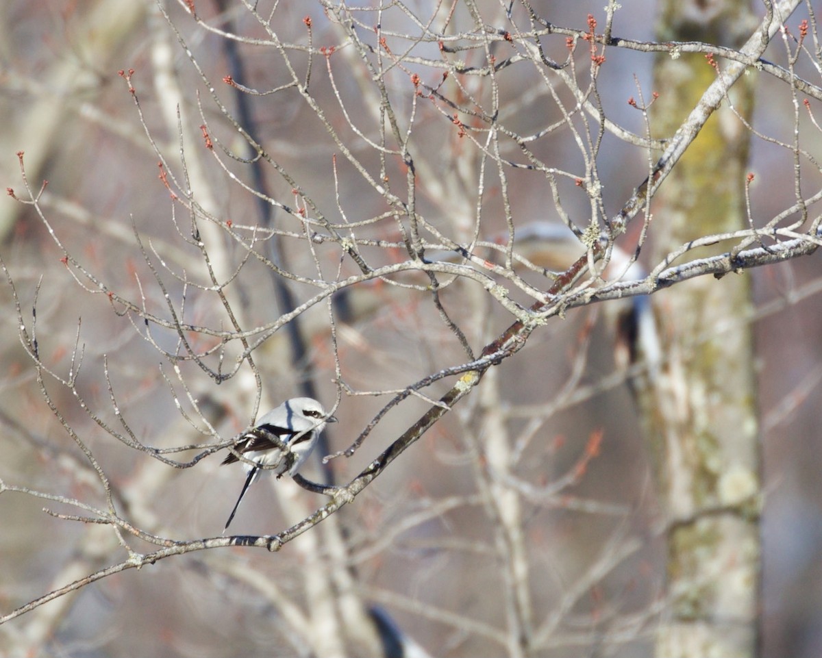 Alcaudón Boreal - ML323395391