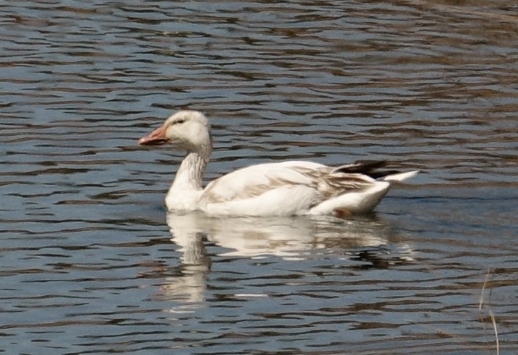 Snow Goose - Thomas Jackman