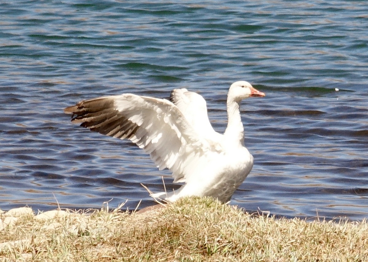 Snow Goose - Thomas Jackman