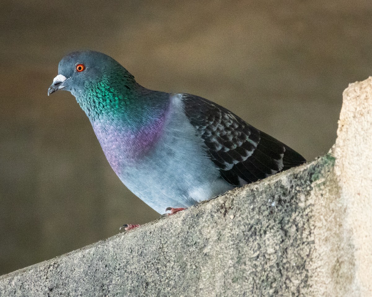 Rock Pigeon (Feral Pigeon) - Chris Meriwether