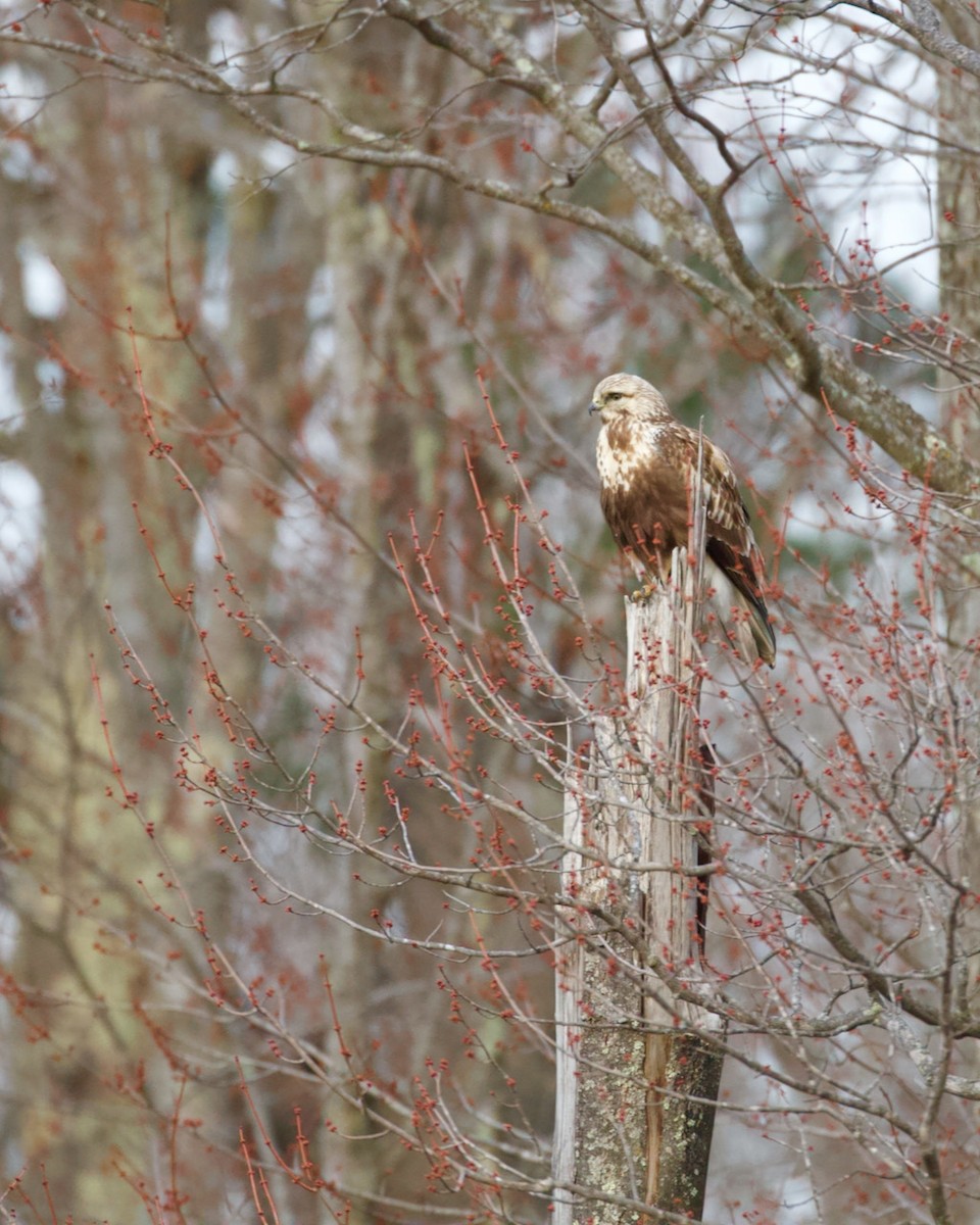 Rough-legged Hawk - ML323396061