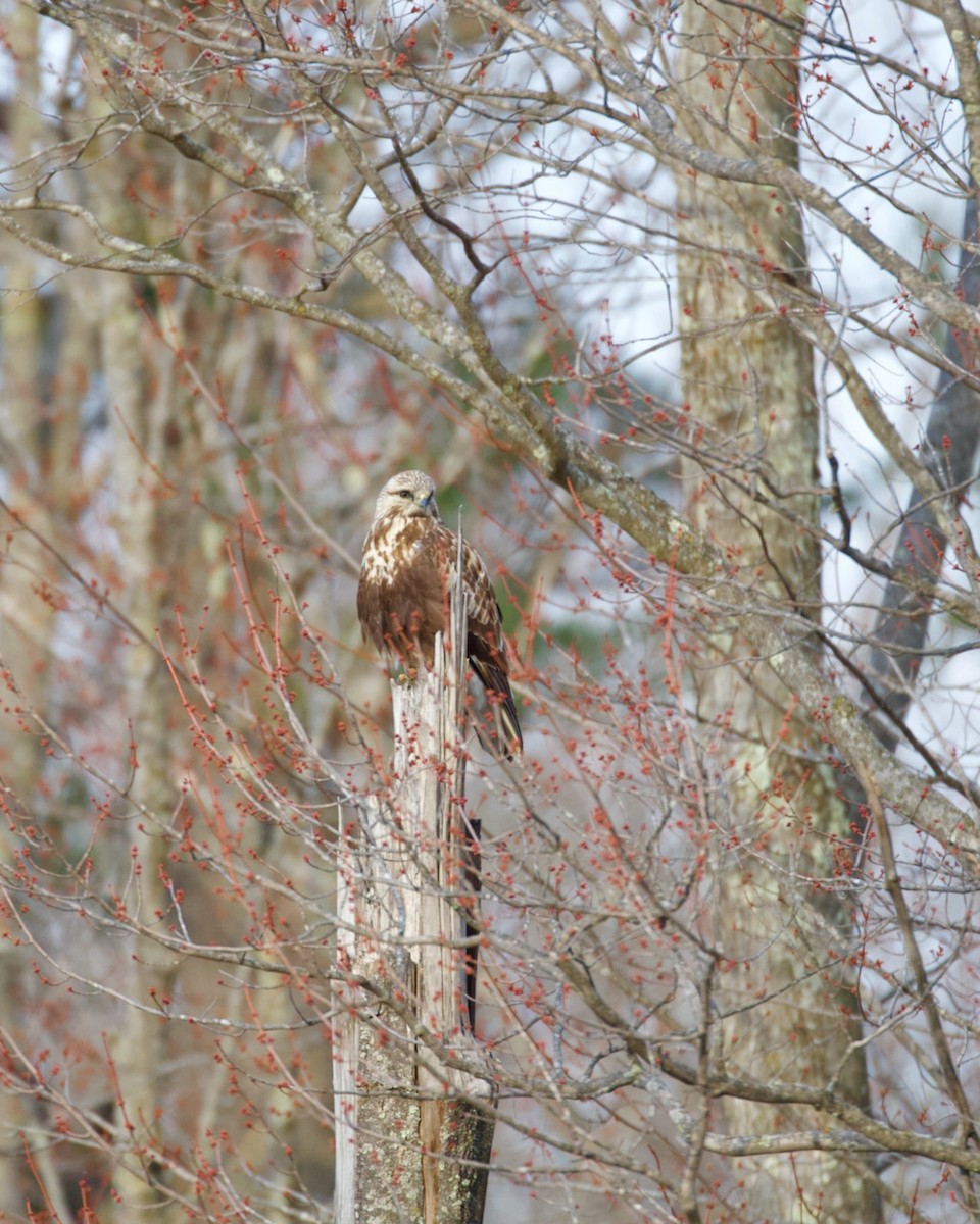 Rough-legged Hawk - ML323396081