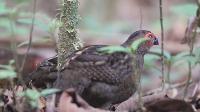 Marbled Wood-Quail - ML323396711