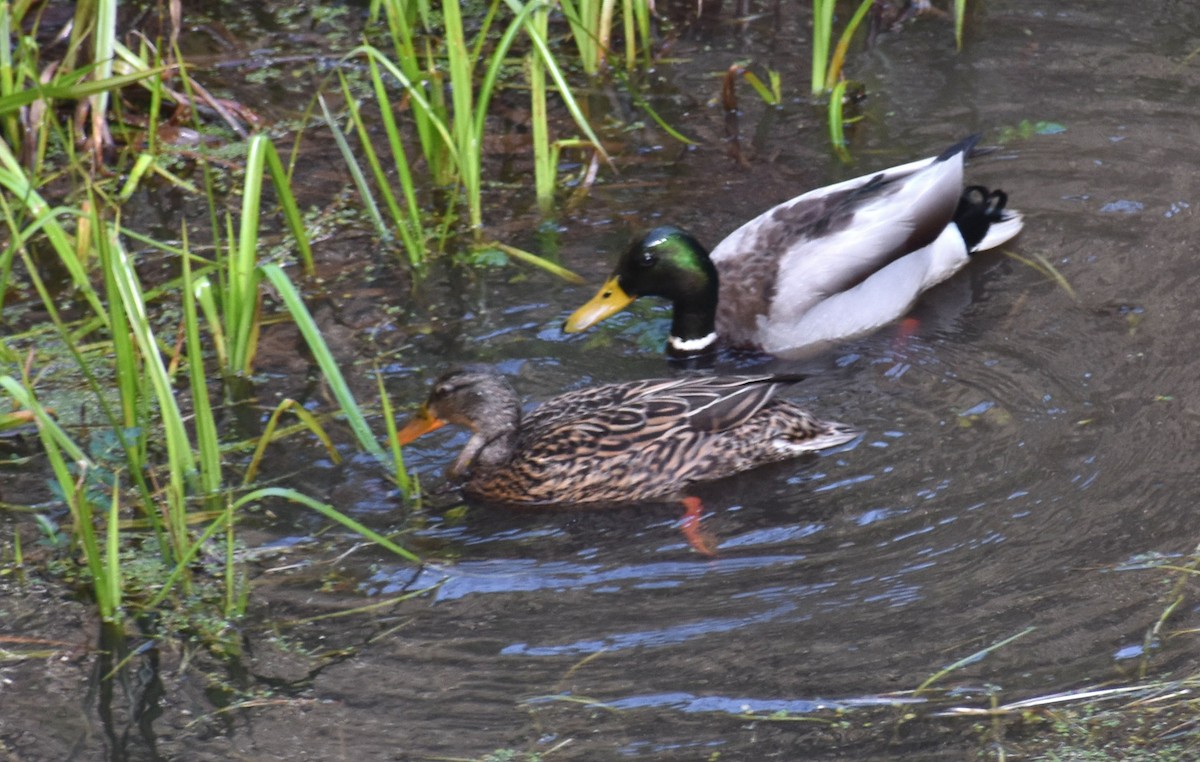 Canard colvert - ML323397631