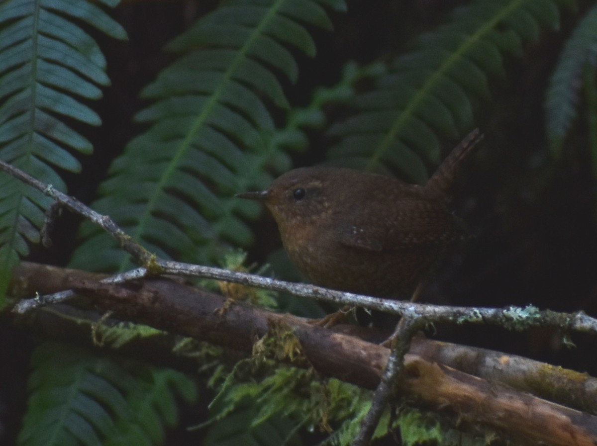 Pacific Wren - ML323397691